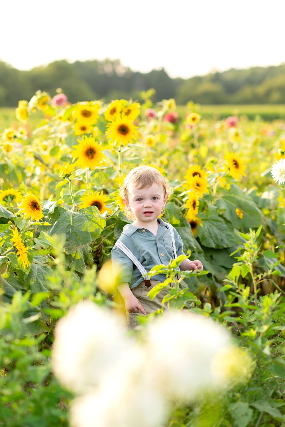Sunflowers tower over a grassy field during a bright summer day  at The Flower Lady and Gent.