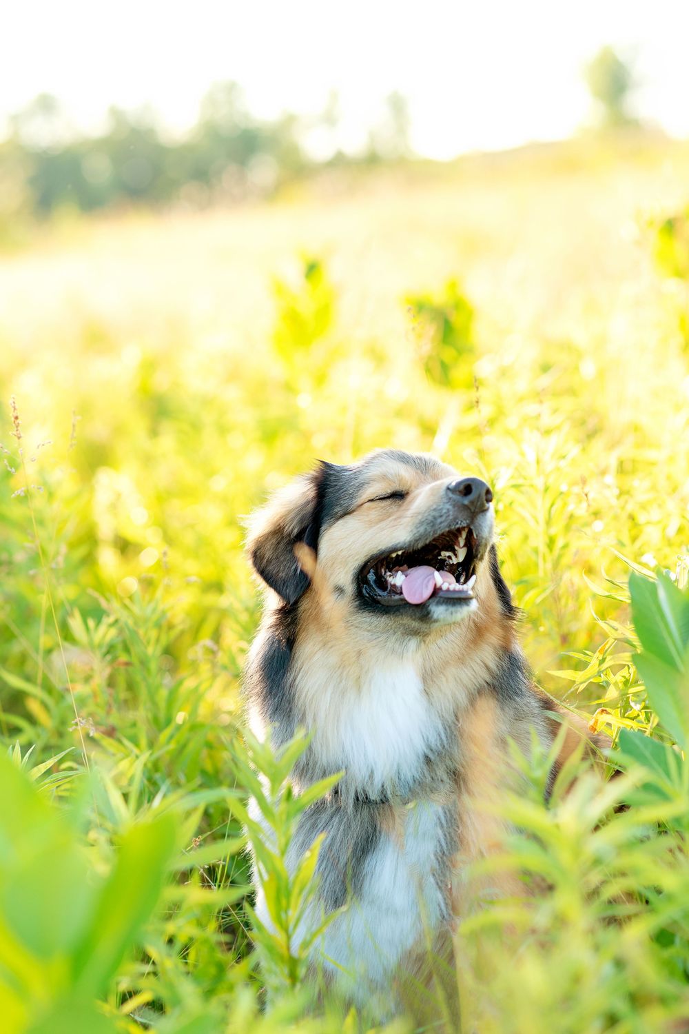 Happy dog smiling in a golden sunlit field of tall grass and wildflowers  AT KOMOKA PROVINCIAL PARK. - Pond Area.