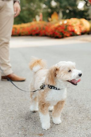 Small white fluffy dog walking on leash during outdoor photo session.