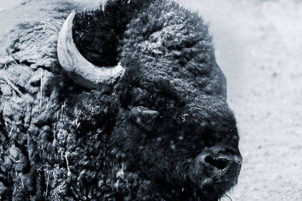 A snow-covered bison stands resilient in winter, its dark fur dusted with frost in a dramatic black and white close-up.