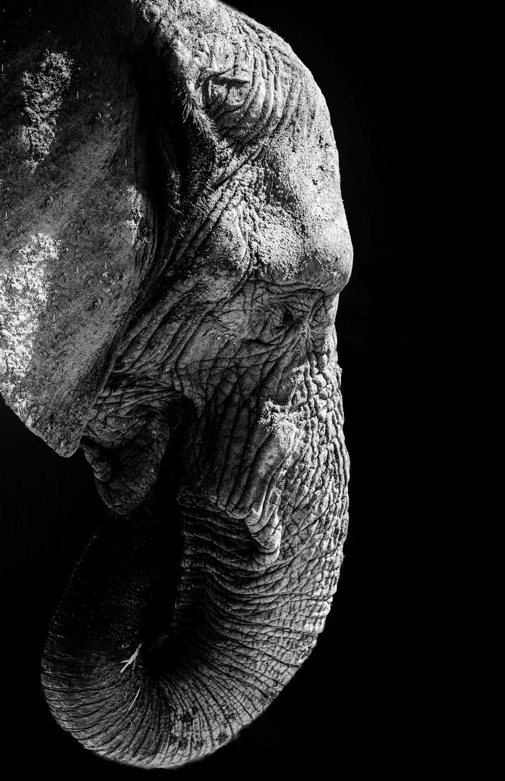 Elefante Davy, foto ganadora del primer concurso de fotofauna del ZooLeón.