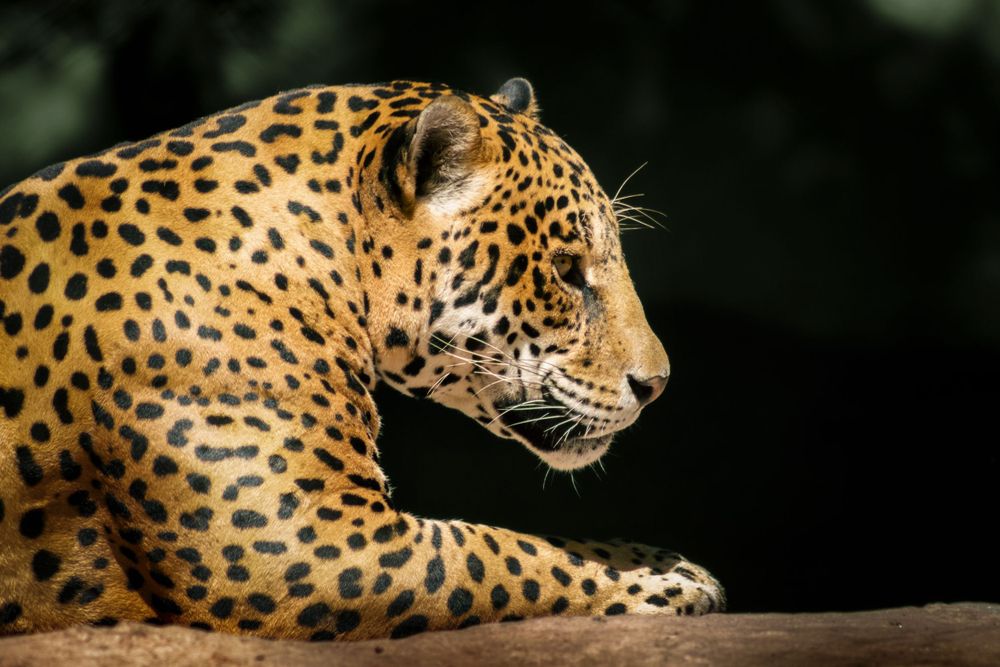 Majestic jaguar resting on a log with spotted coat against a dark background.
