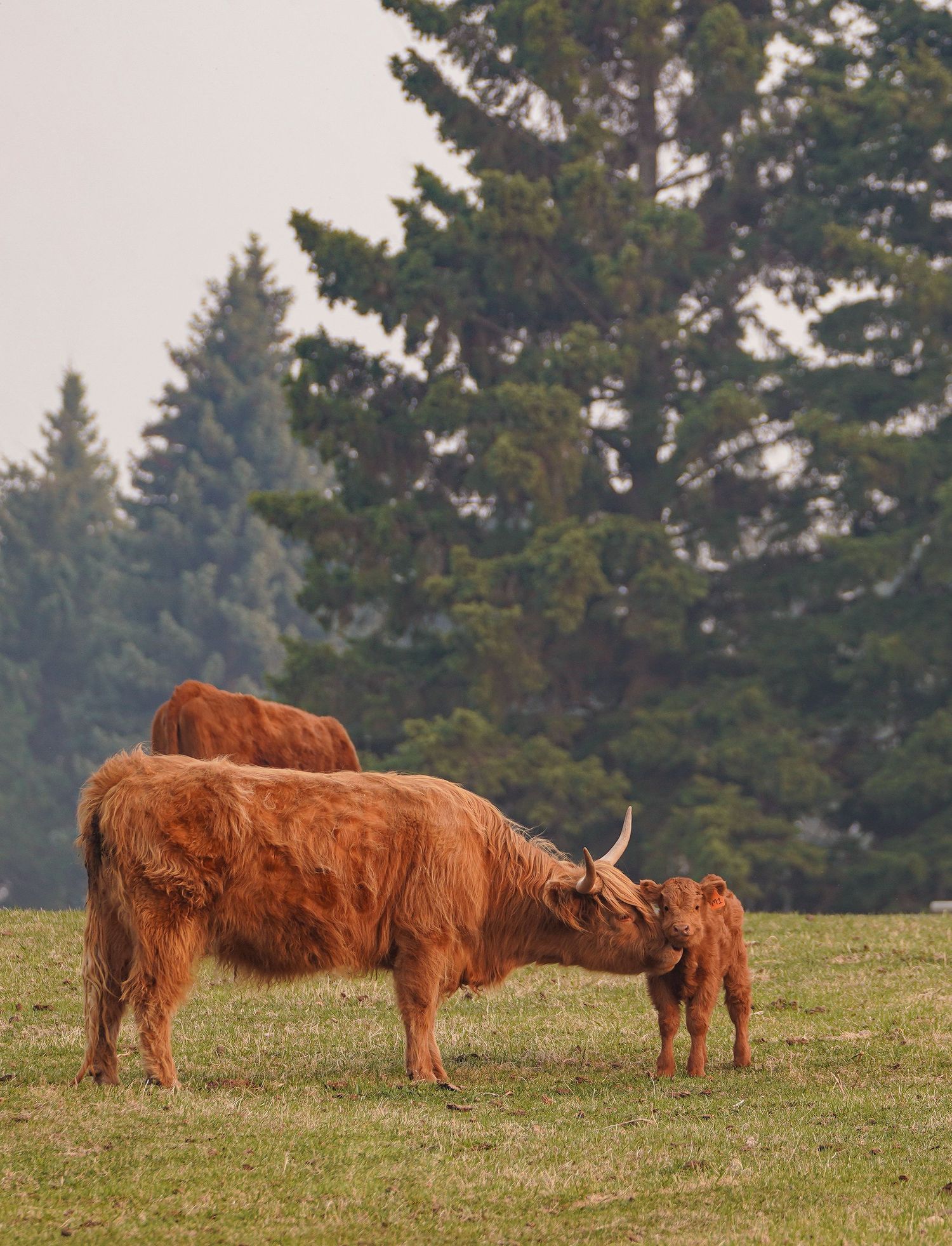 Highland Cattle Photography