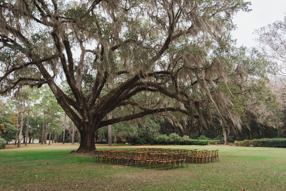 Outdoor wedding ceremony setup with chairs arranged under a massive live oak tree draped in Spanish moss.