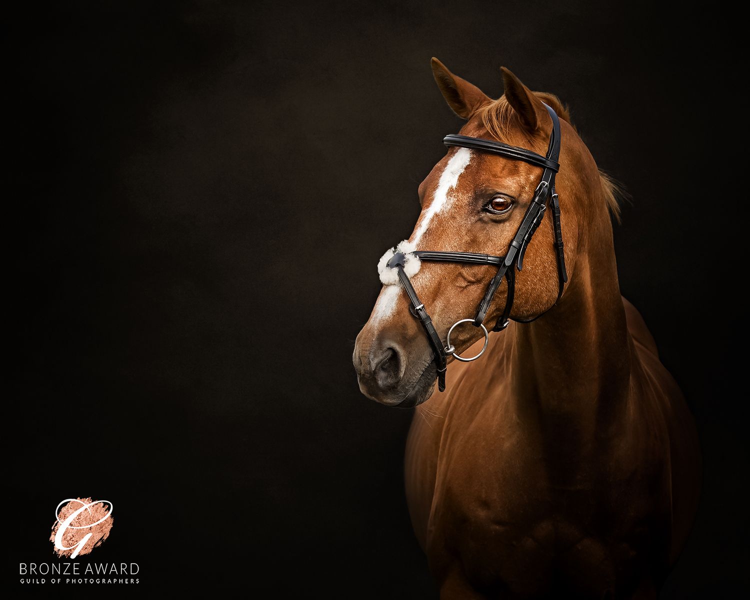 A chestnut horse with white markings wearing a leather bridle poses against a dark background in an elegant portrait.