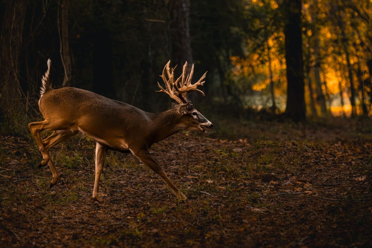 Whitetail buck running through forest at sunset.