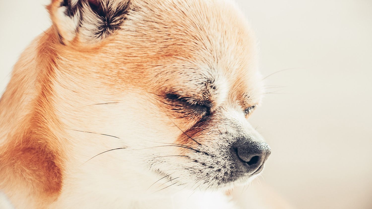All Scene Images, is a professional outdoor dog photographer based in Harwich, Essex, UK.