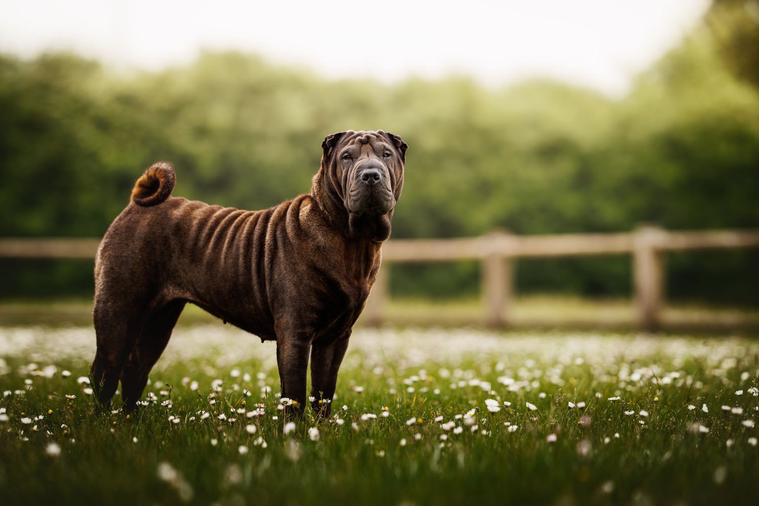 A brown Shar Pei dog stands alertly in a field of white wildflowers.