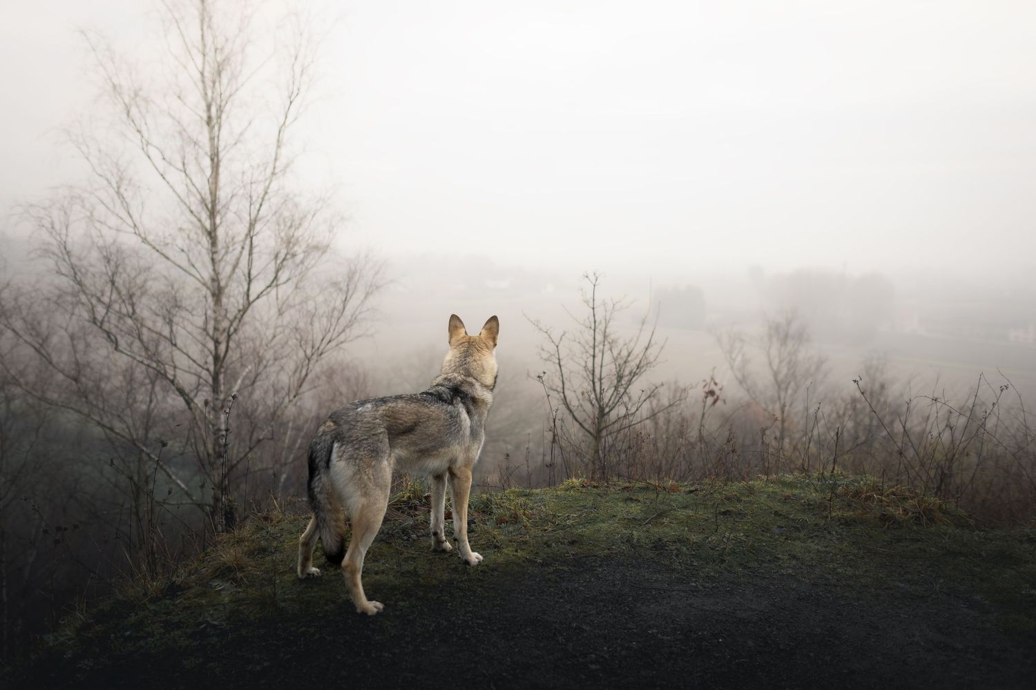 A grey wolf stands alert in a misty autumn forest with bare trees and fallen leaves in the background.