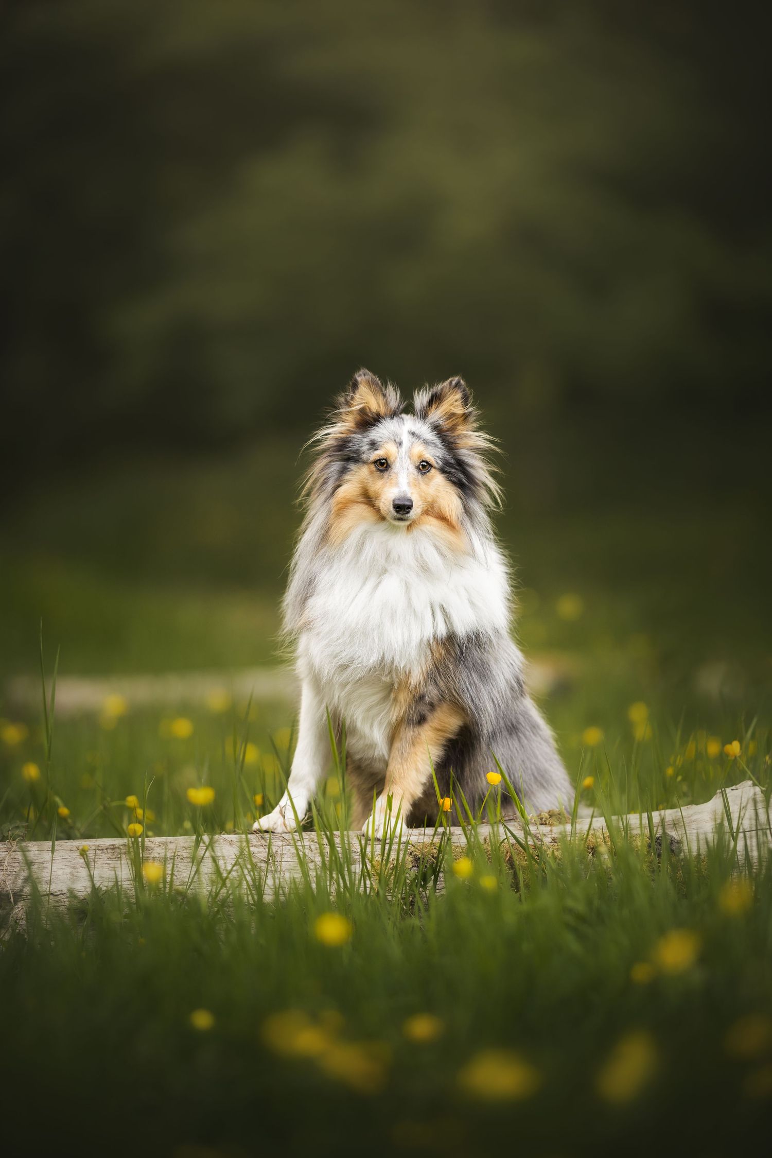 Two dogs running together through tall grass viewed through natural frame.