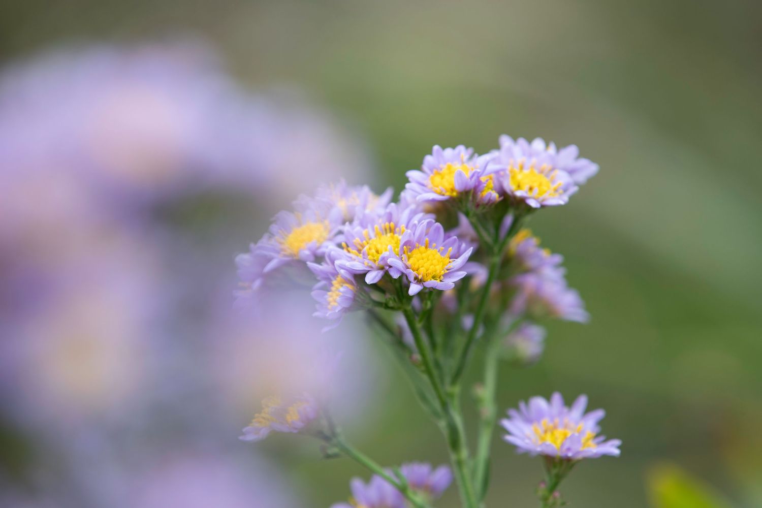 Delicate purple aster flowers with yellow centers in soft focus garden setting.