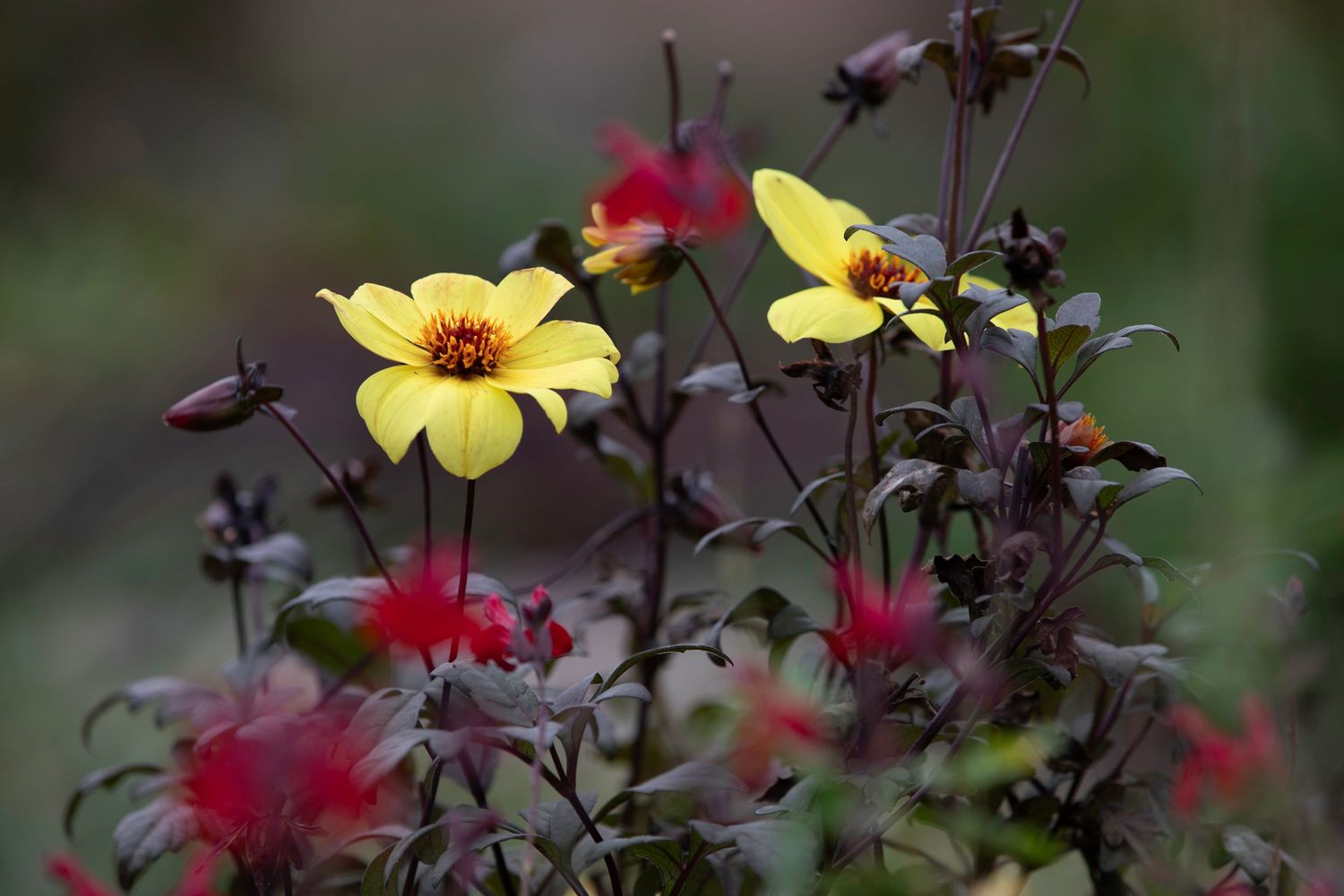 Yellow and red dahlia flowers with dark foliage blooming in a garden.