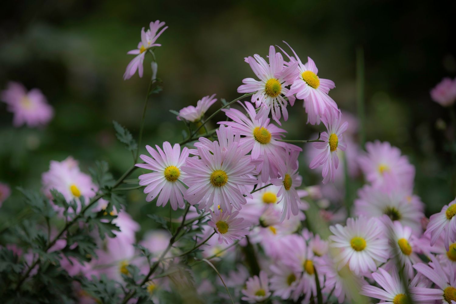 Cluster of delicate pink daisy-like flowers with yellow centers blooming in a garden.