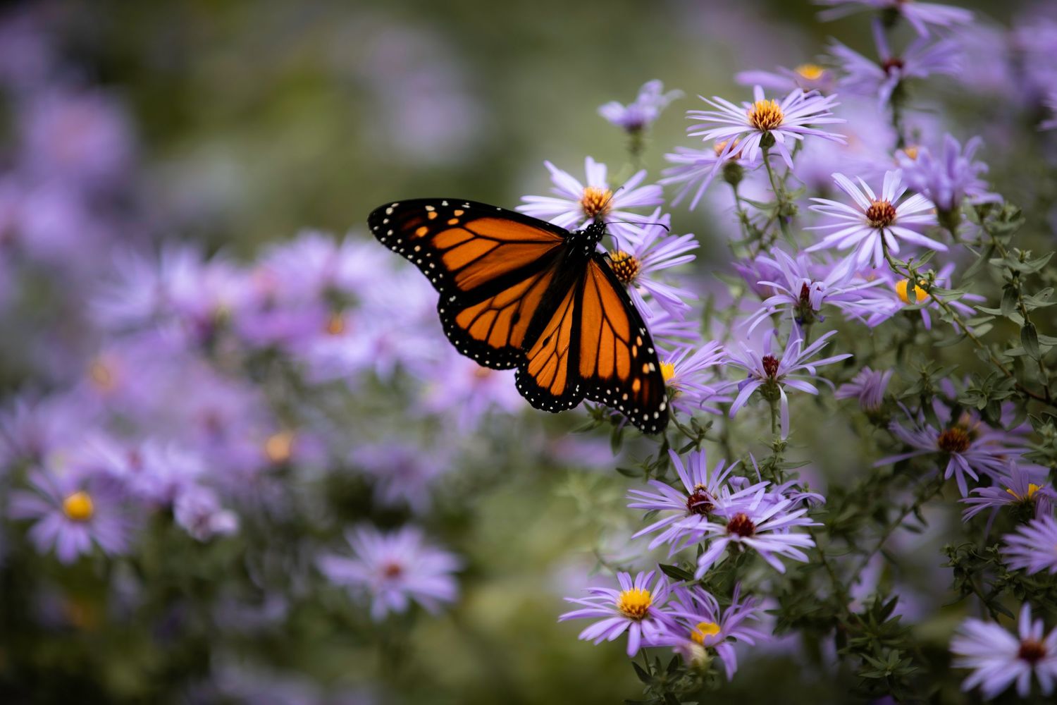 Monarch butterfly with orange and black wings perched on purple aster flowers in a garden.