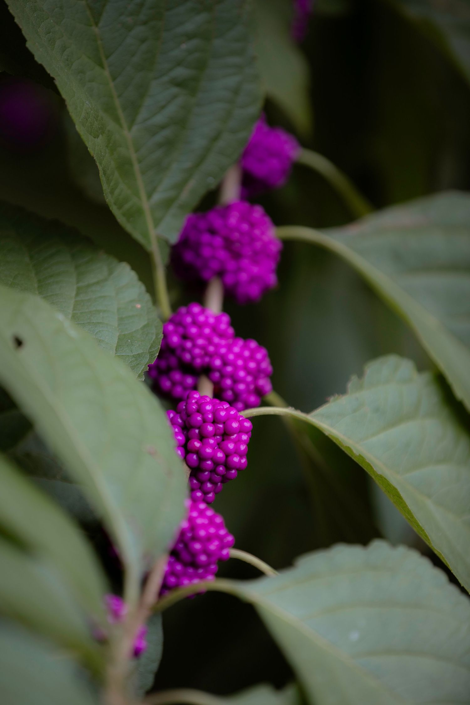Clusters of vibrant magenta beautyberry fruit growing among large green leaves.