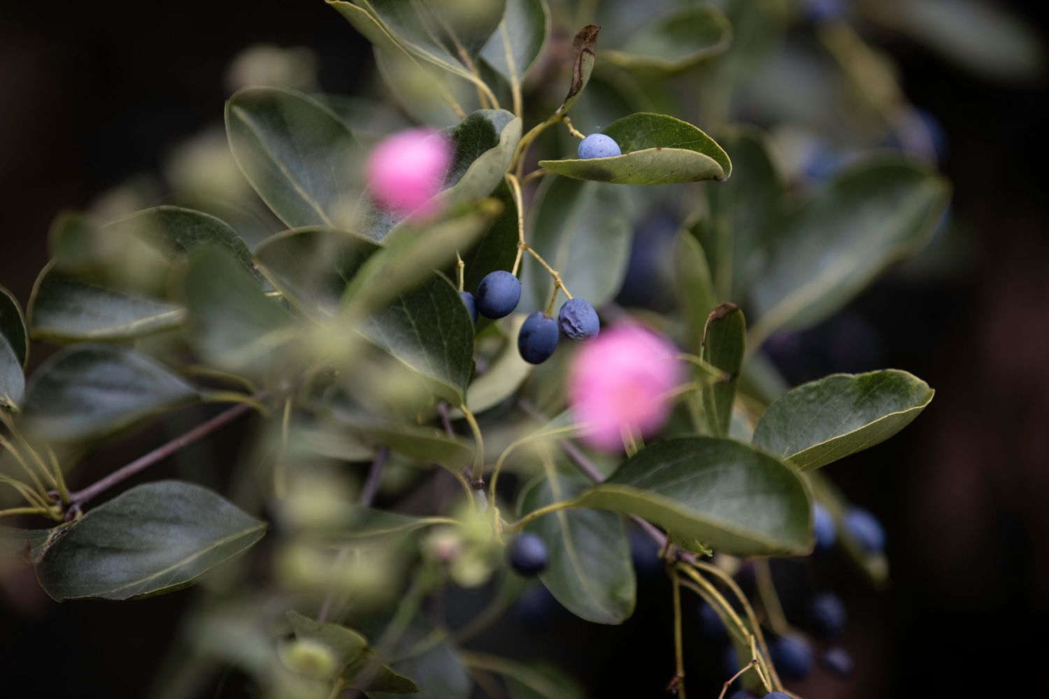 Small blue berries and pink flowers on a shrub with oval green leaves against a dark background.