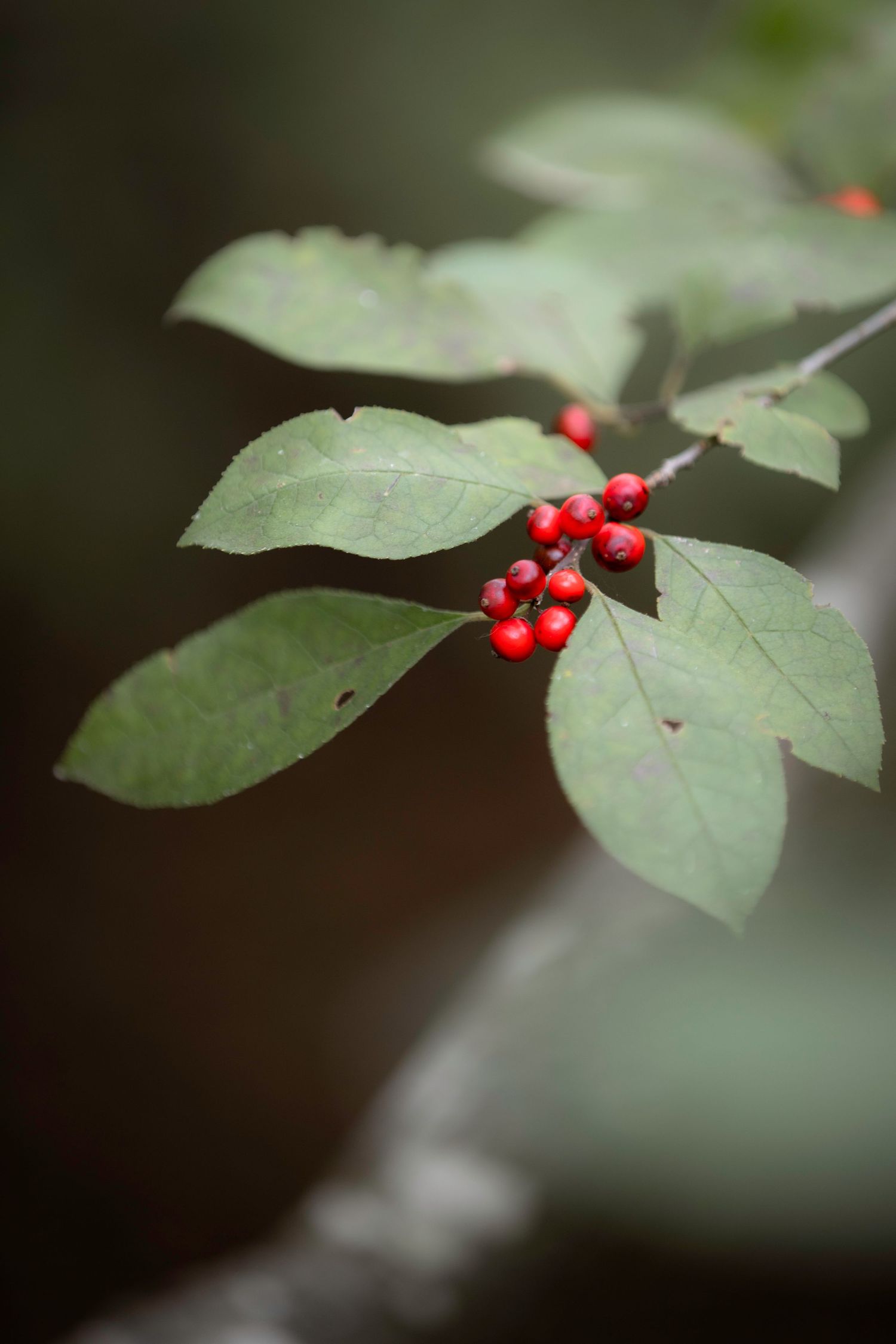 Bright red holly berries clustered on branch with green leaves in nature.