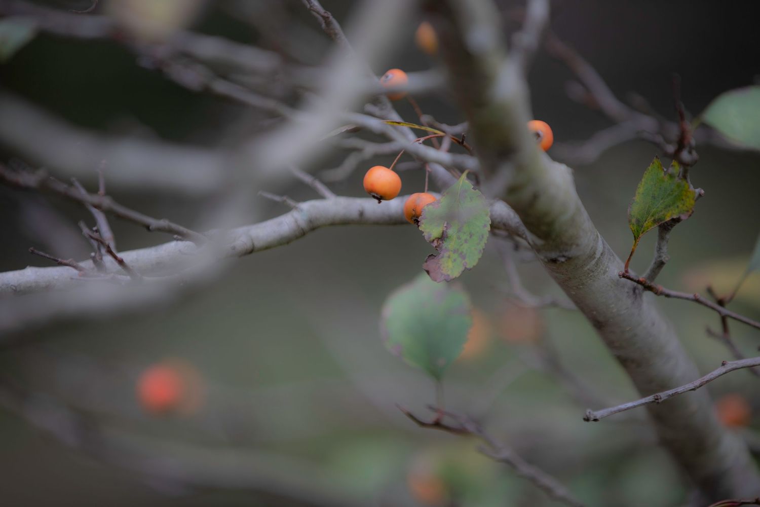 Small orange crabapple berries on bare branches in autumn garden.