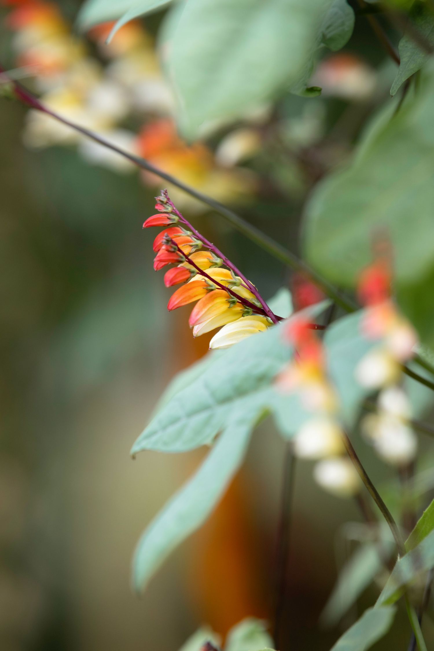 Vibrant red and yellow tubular flowers hanging from a vine with broad green leaves.