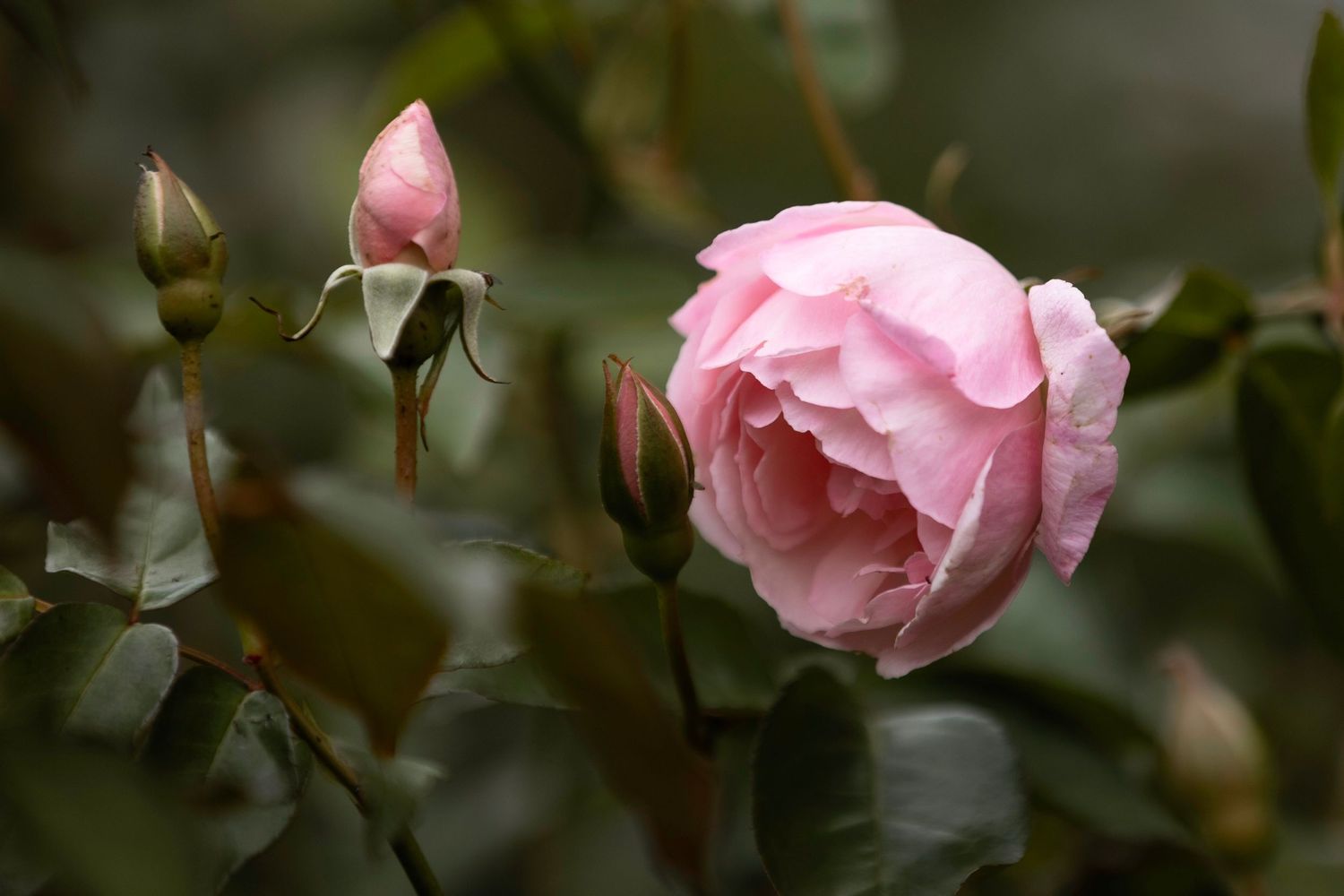 Soft pink garden rose in full bloom beside a closed bud with lush green foliage.