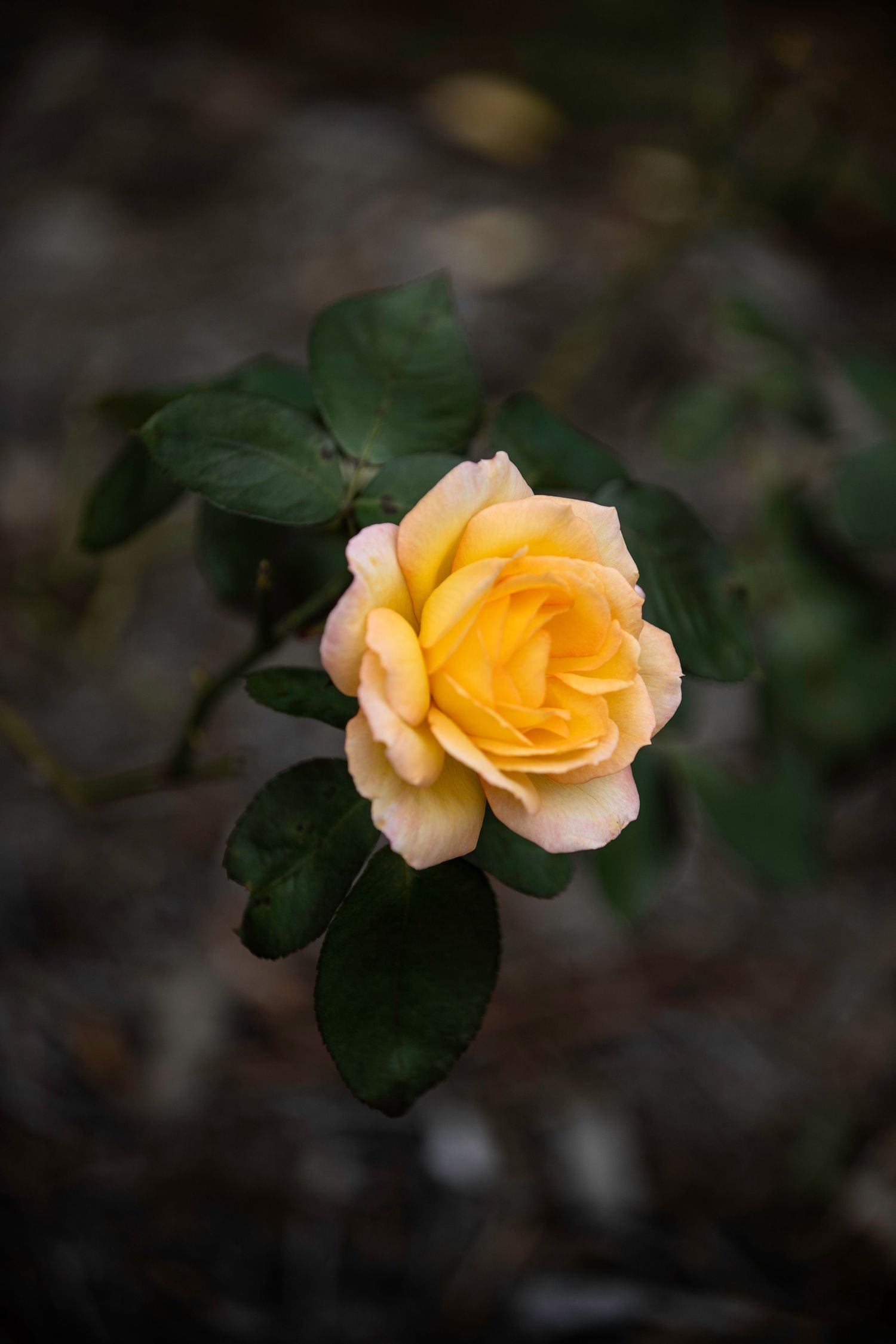 Single yellow rose in full bloom with dark green leaves on a blurred garden background.