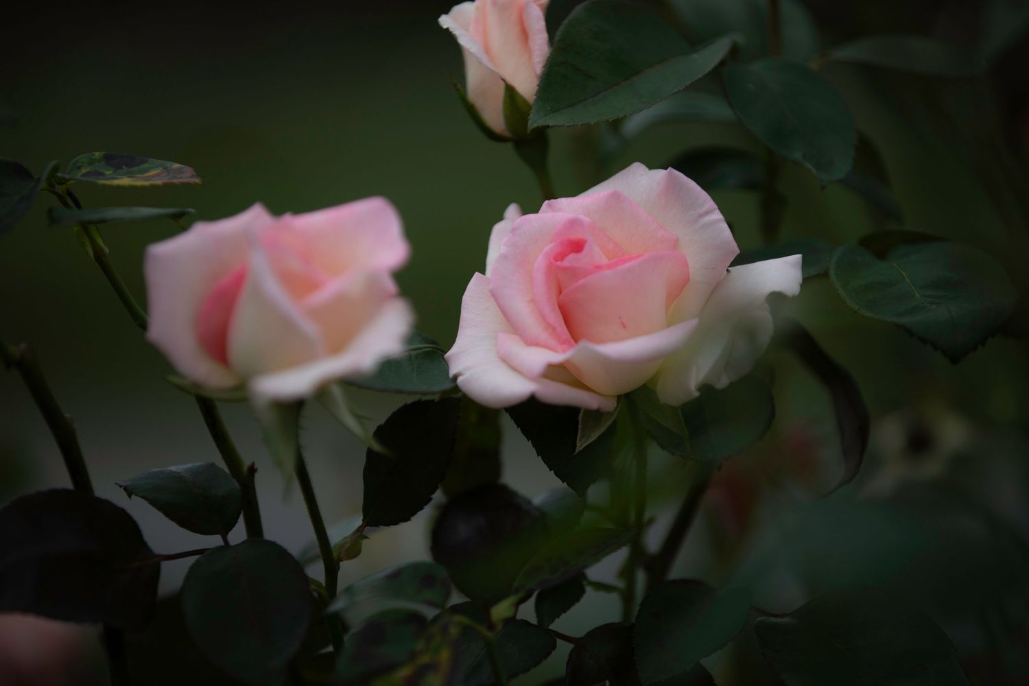 Two soft pink roses blooming together among dark green leaves in garden.
