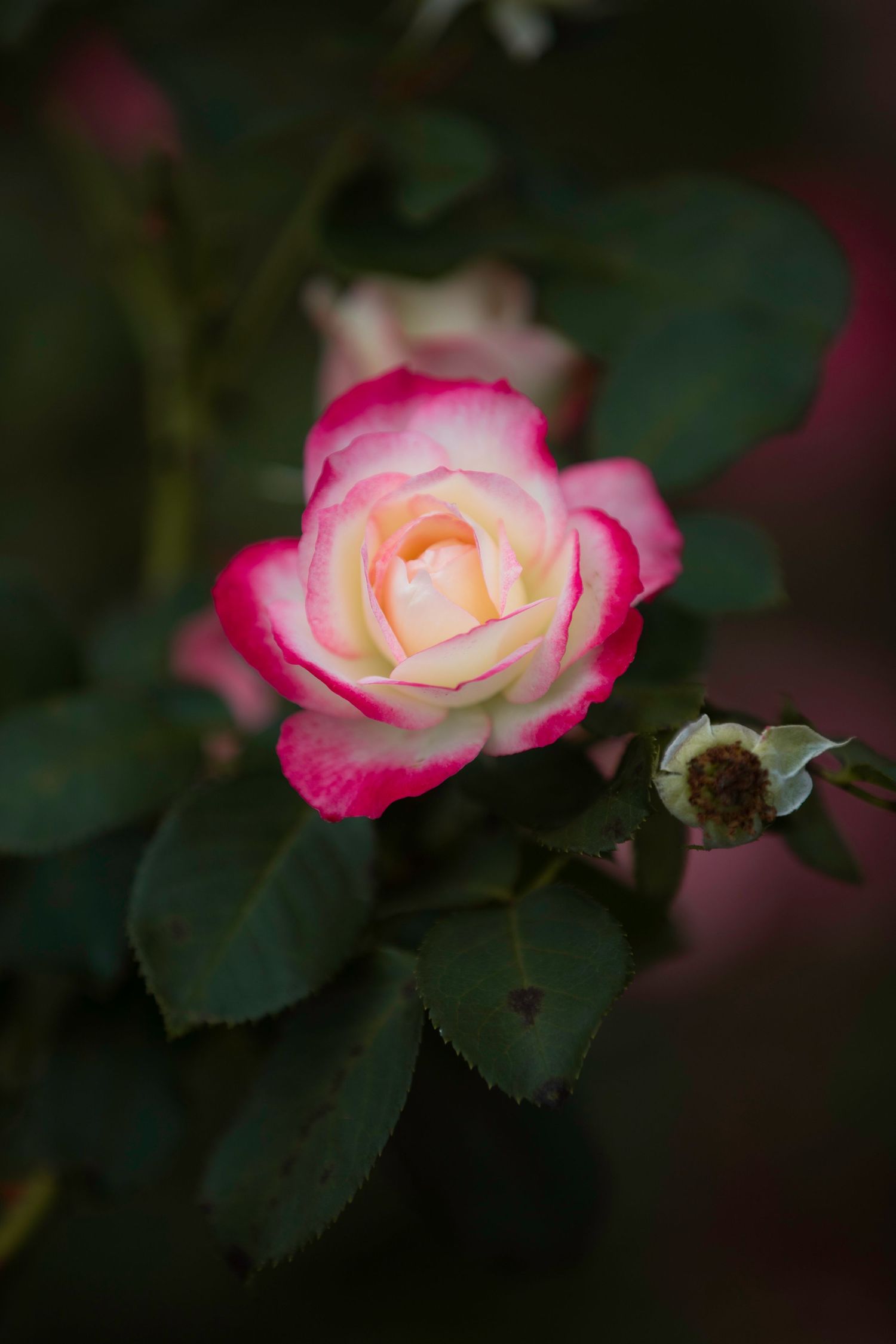A beautiful bicolor rose with pink-edged petals and cream center blooms among dark green leaves in a garden.