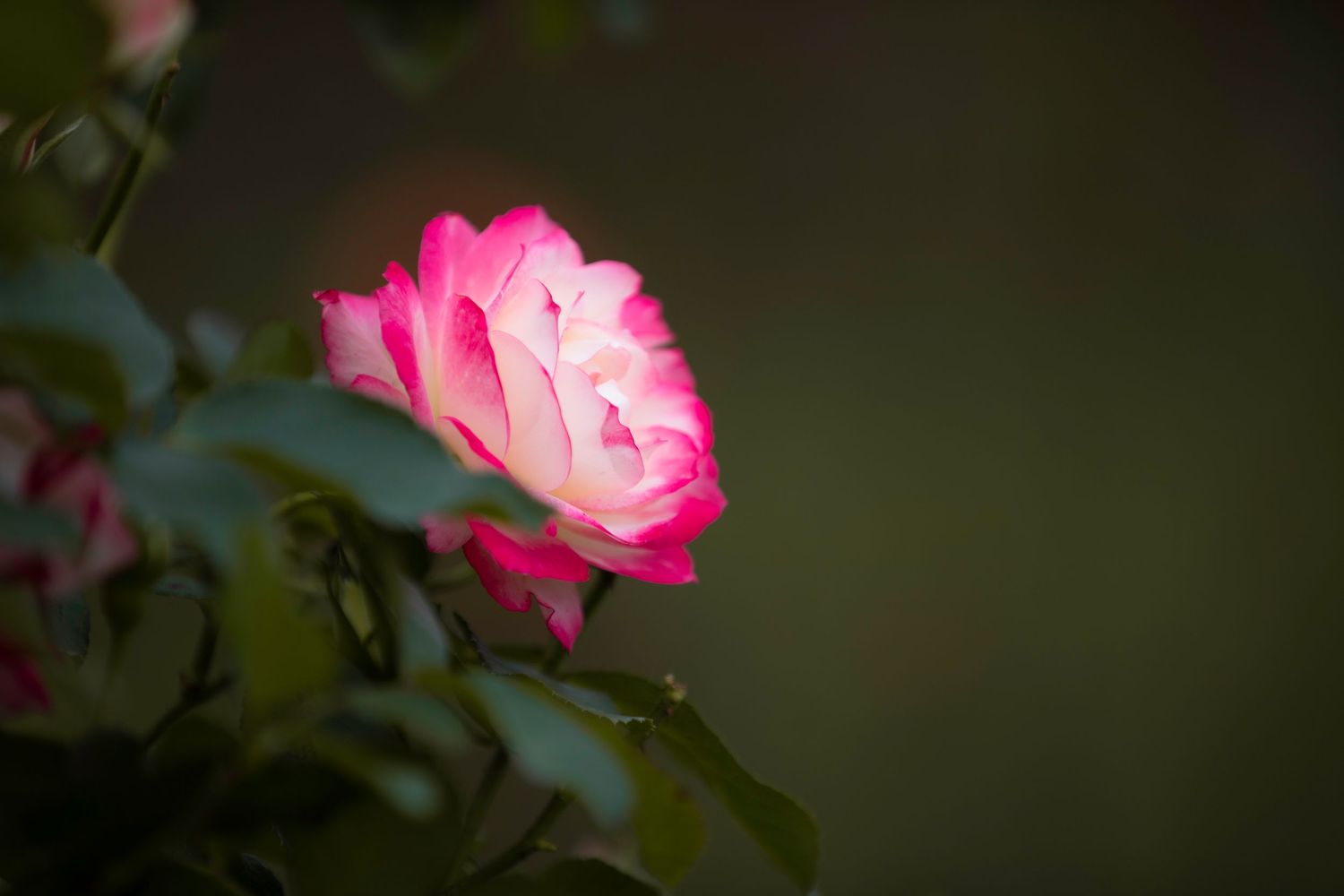 Single vibrant pink and white rose in bloom surrounded by dark green leaves on a dark background.