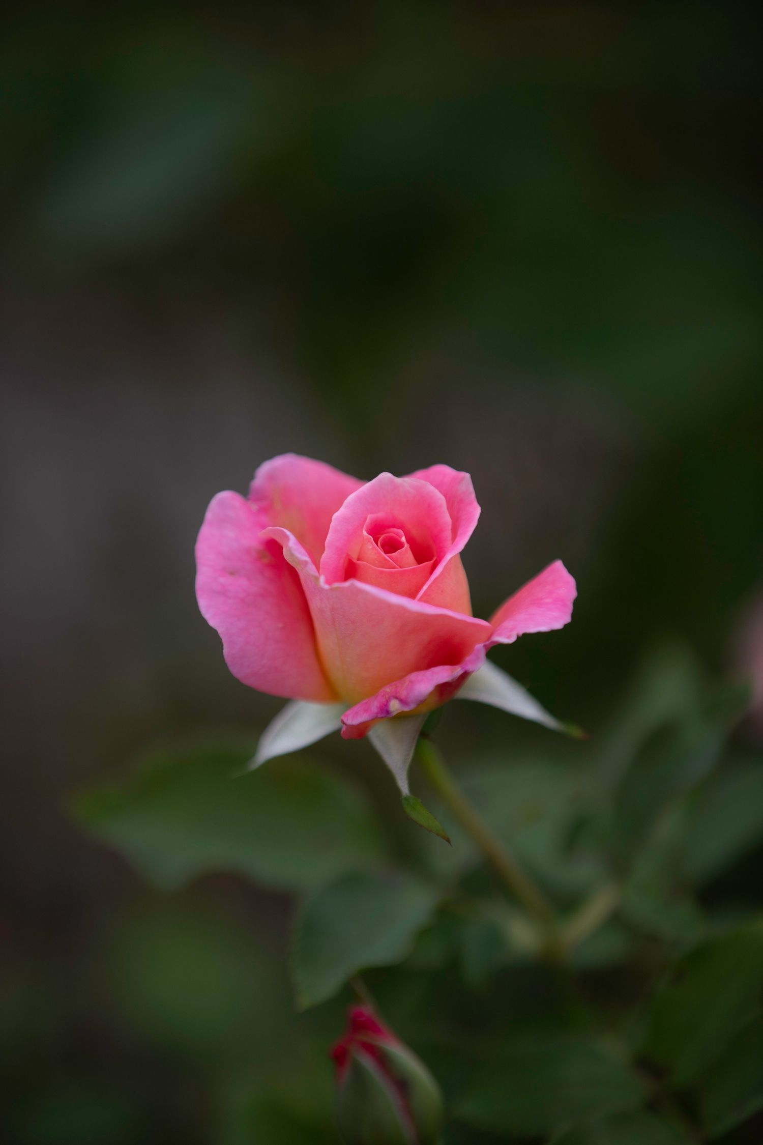 Single pink rose bud in full bloom against dark green garden background.