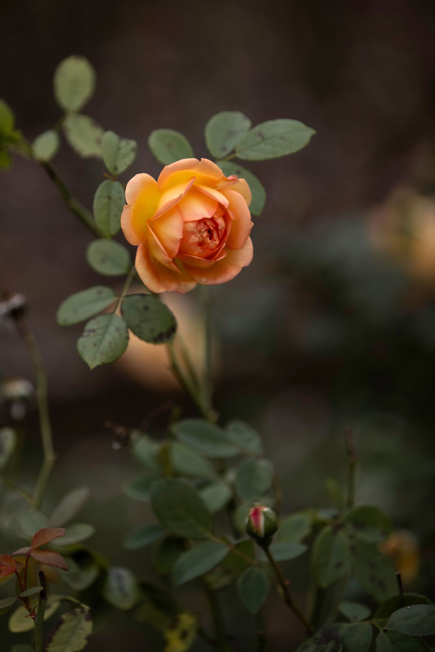 Orange miniature rose in full bloom with green foliage in garden setting.