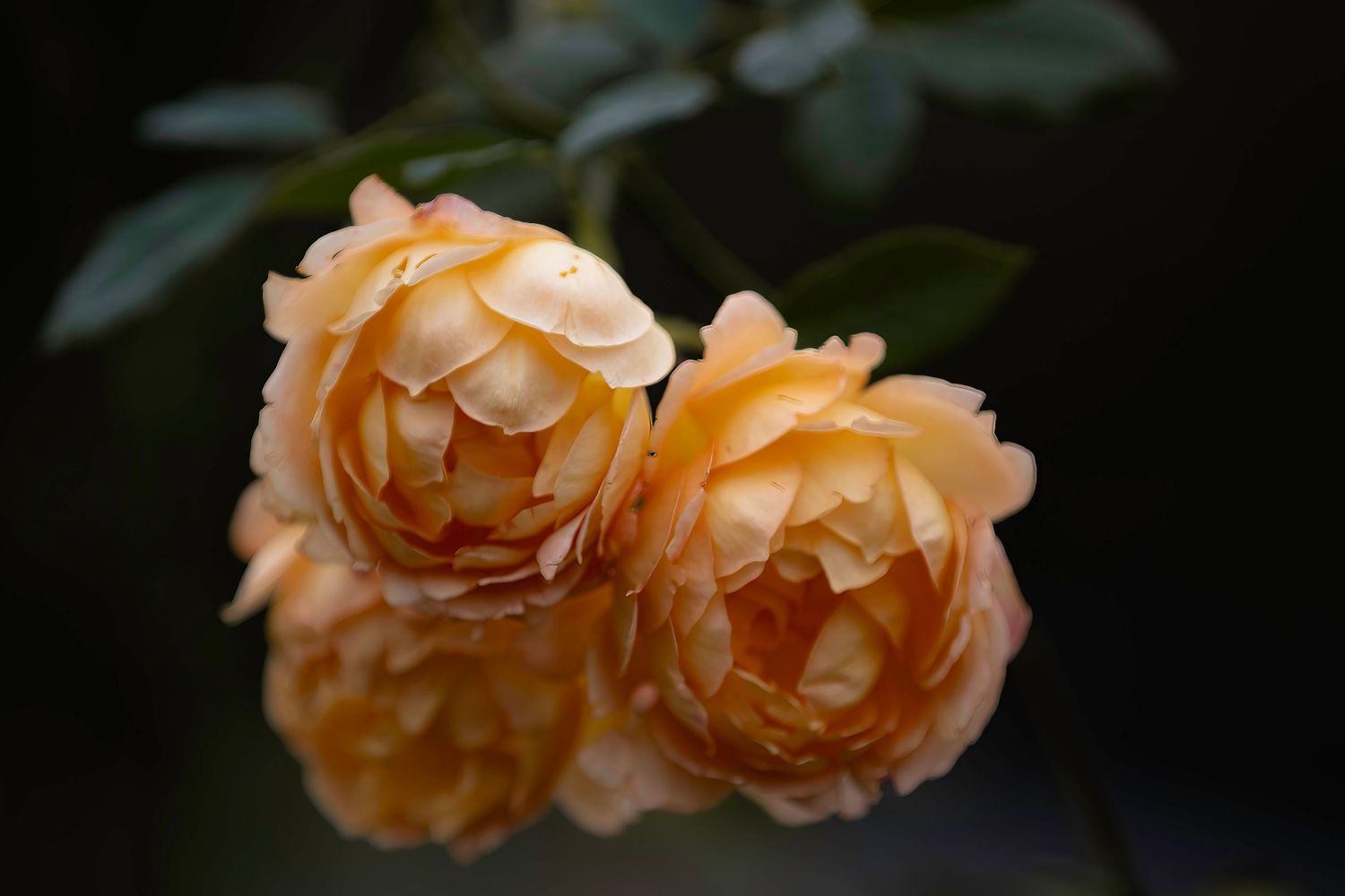 Two lush peach-orange garden roses in full bloom against a dark moody background.