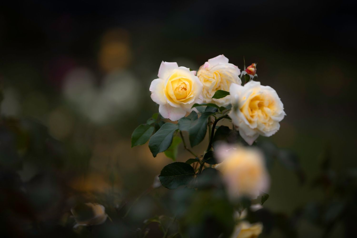 Soft white and yellow roses cluster together against a dark bokeh garden background.