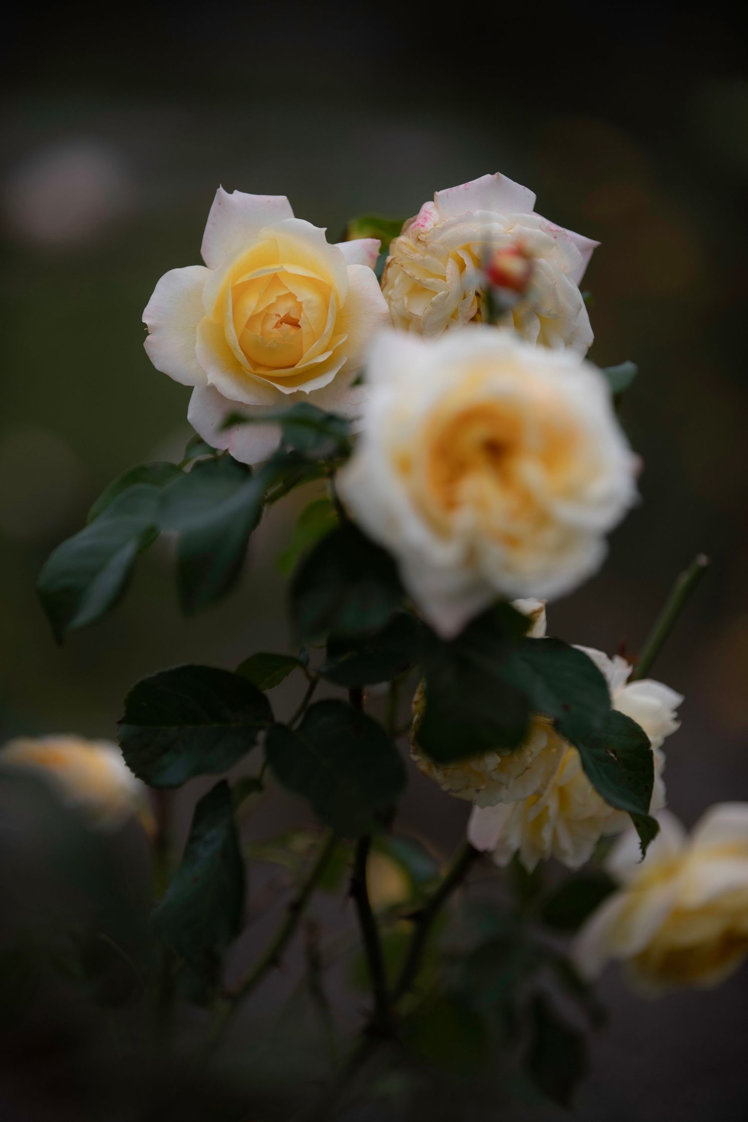 Delicate cream and yellow roses in full bloom with dark green leaves on a moody dark background.