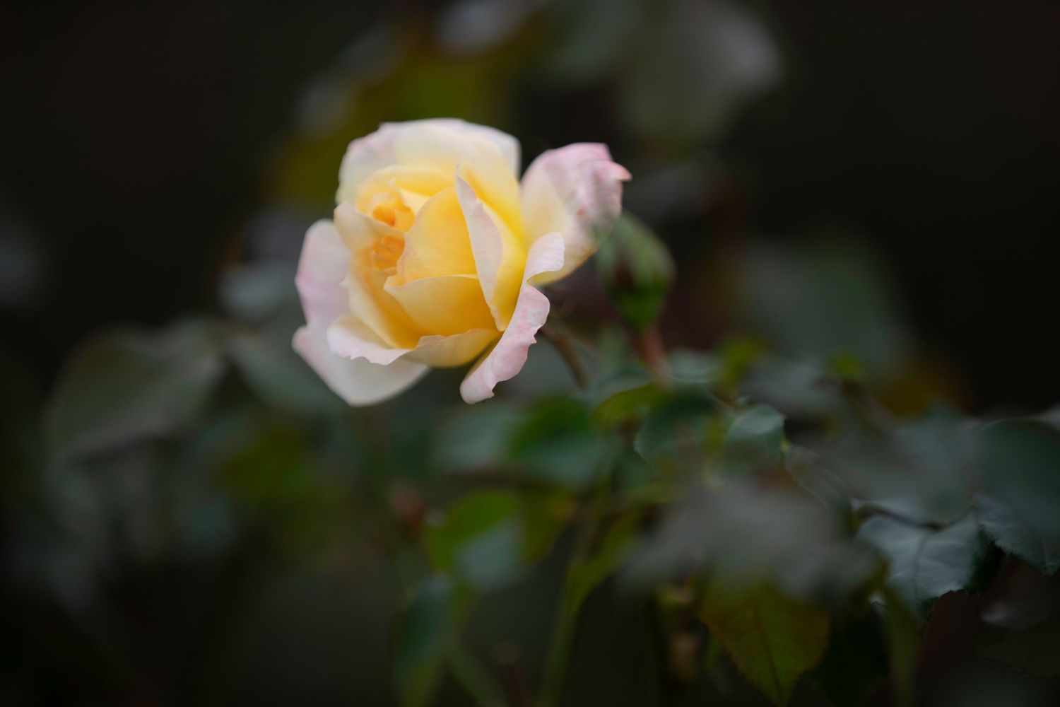Soft yellow and pink rose in bloom against dark blurred garden background.