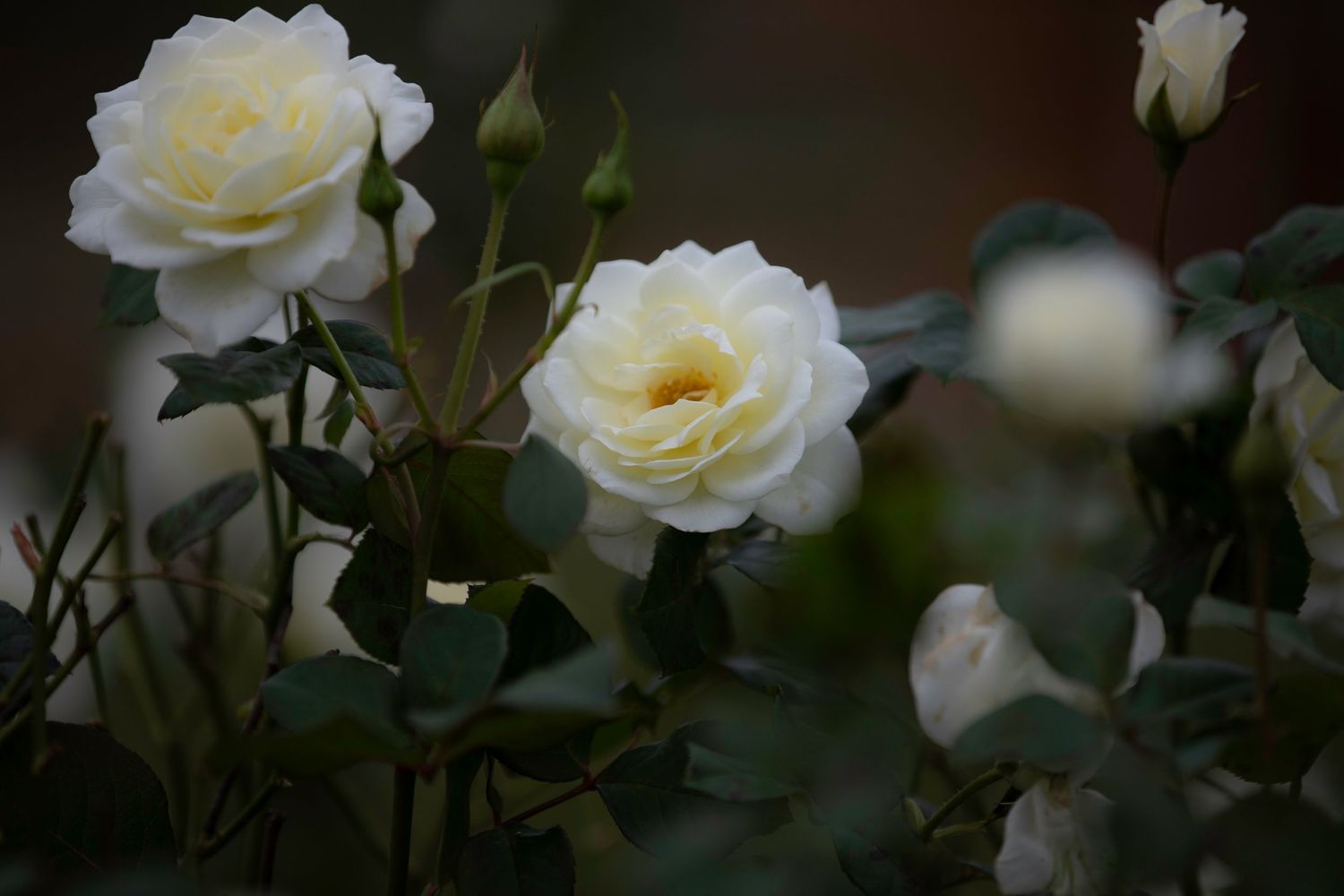 White roses in full bloom with buds among green leaves in garden.