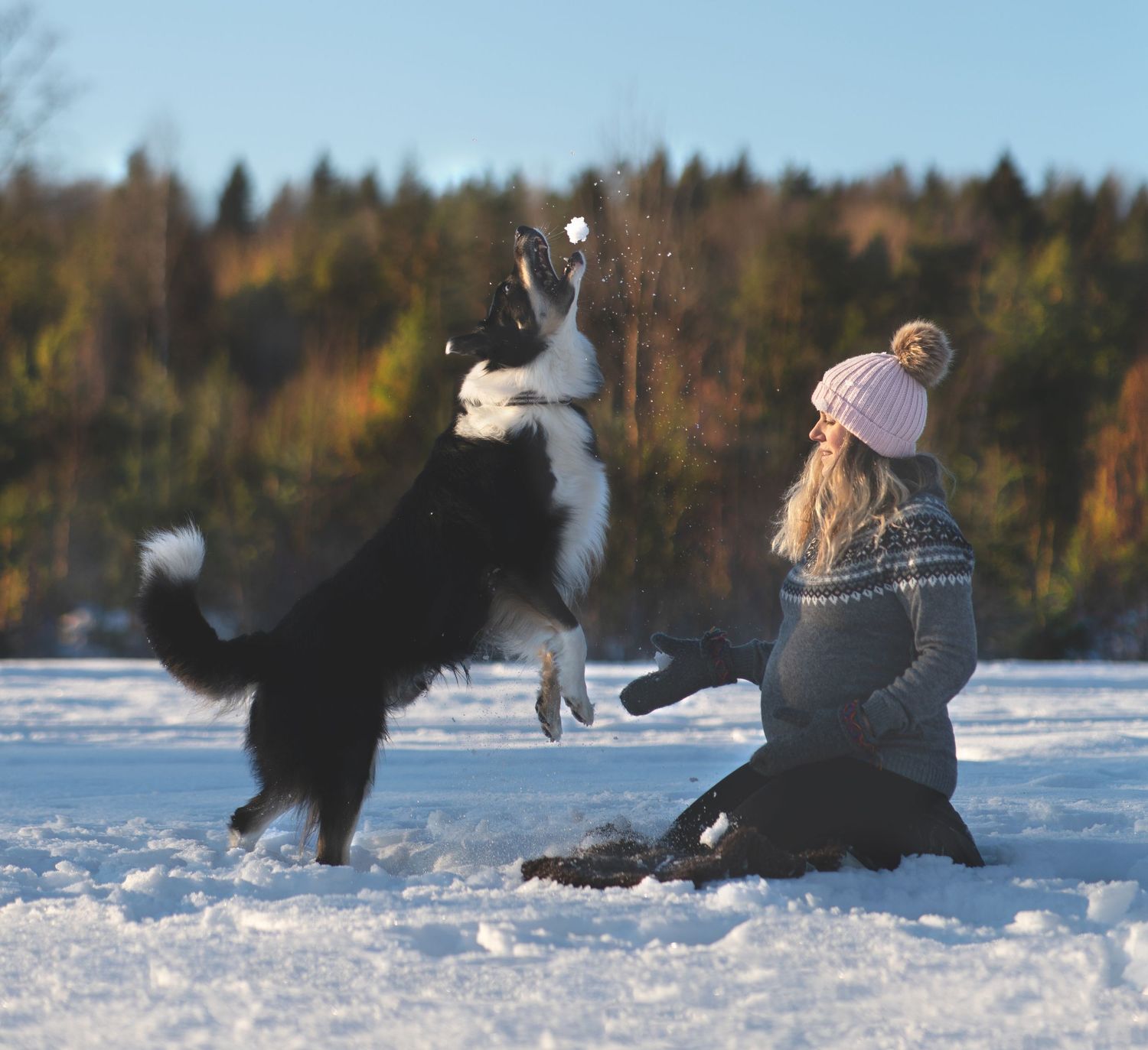 En gravid kvinna med grå stickad tröja och rosa mössa sitter på knän i snön och kastar snöbollar åt sin svartvita bordie collie.