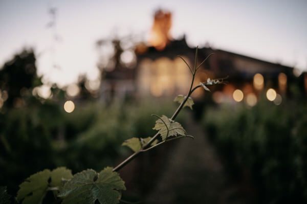 Hochzeitsfotograf Frankfurt, Hochzeitsfotograf, Burg Schwarzenstein Hochzeit, Burg Schwarzenstein, Weingut Location