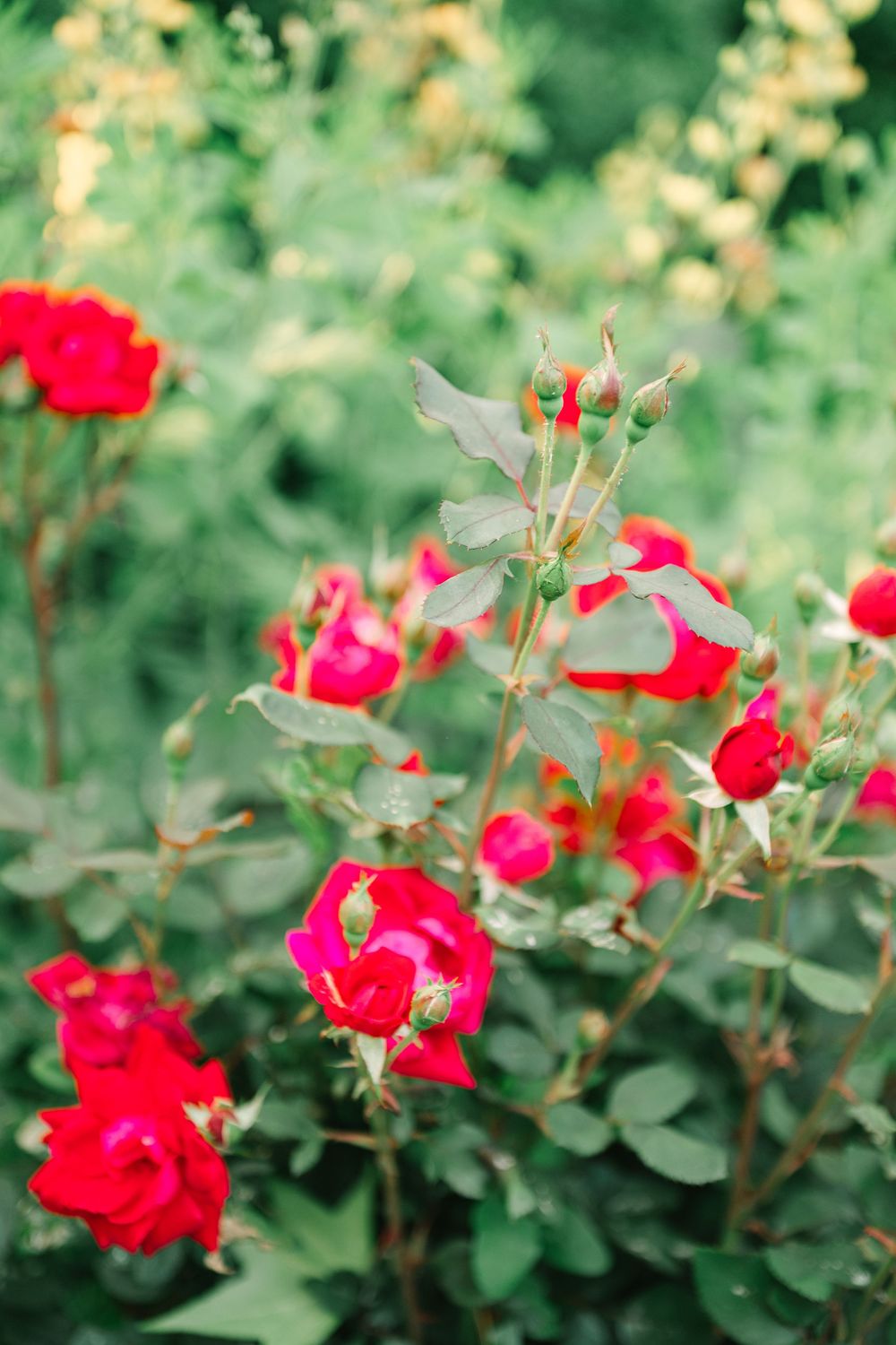 Vibrant red roses bloom in a lush green garden setting.