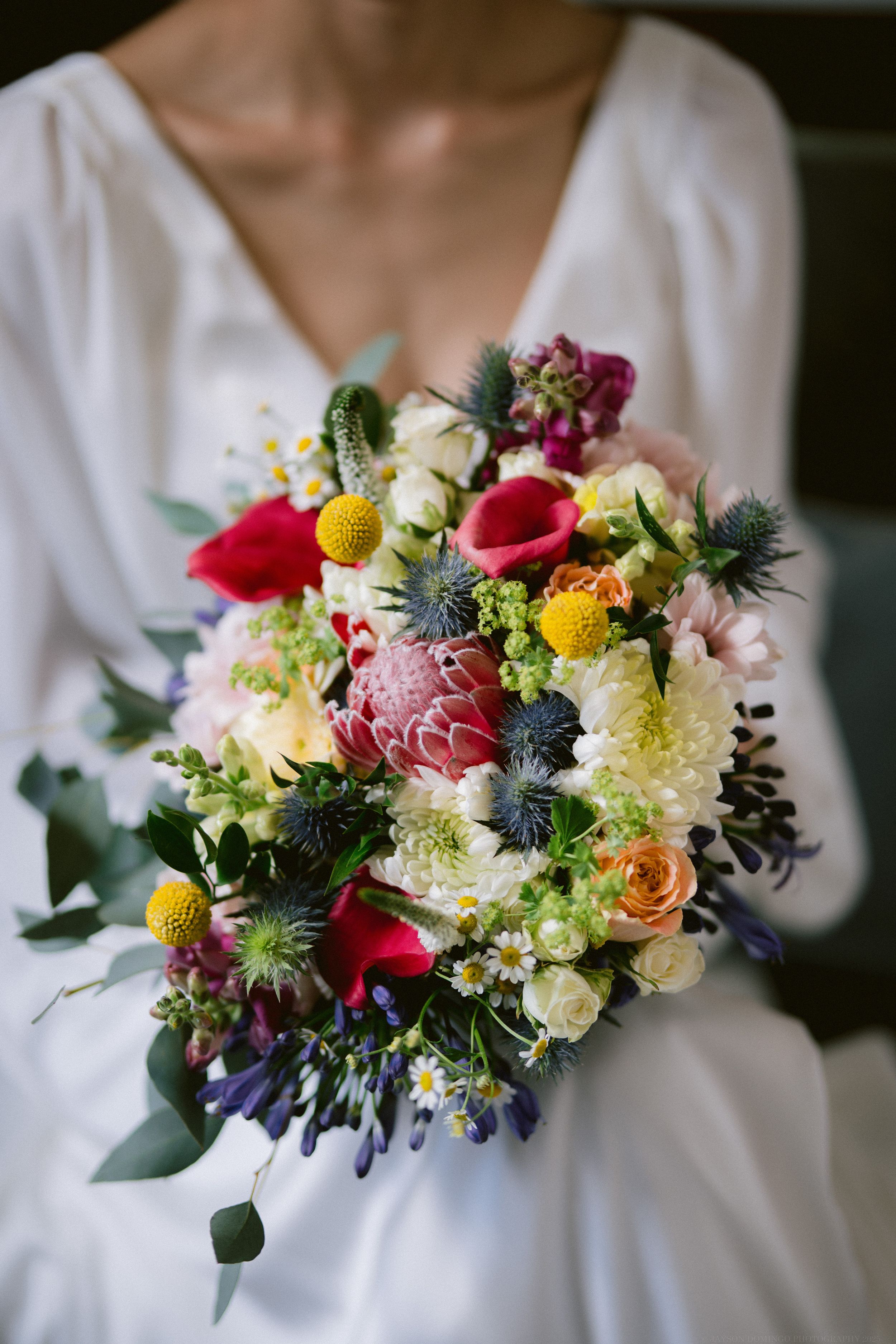 Vibrant wedding bouquet with proteas, dahlias, billy balls and whimsical thistle held against a white dress.