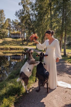 A woman in a white dress stands on a path by a pond while two large dogs interact with her bouquet.
