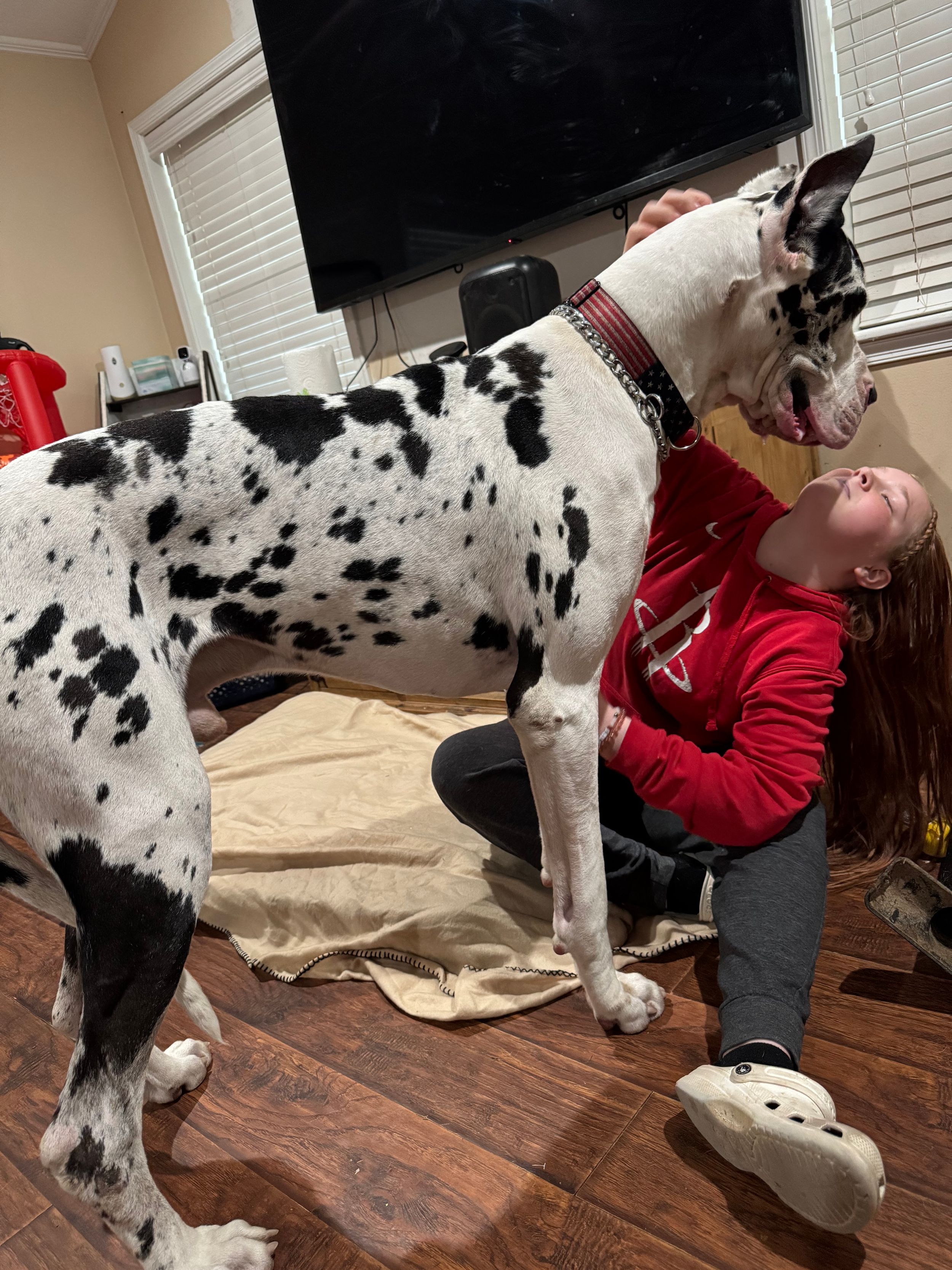A large spotted Great Dane interacts playfully indoors on hardwood flooring.