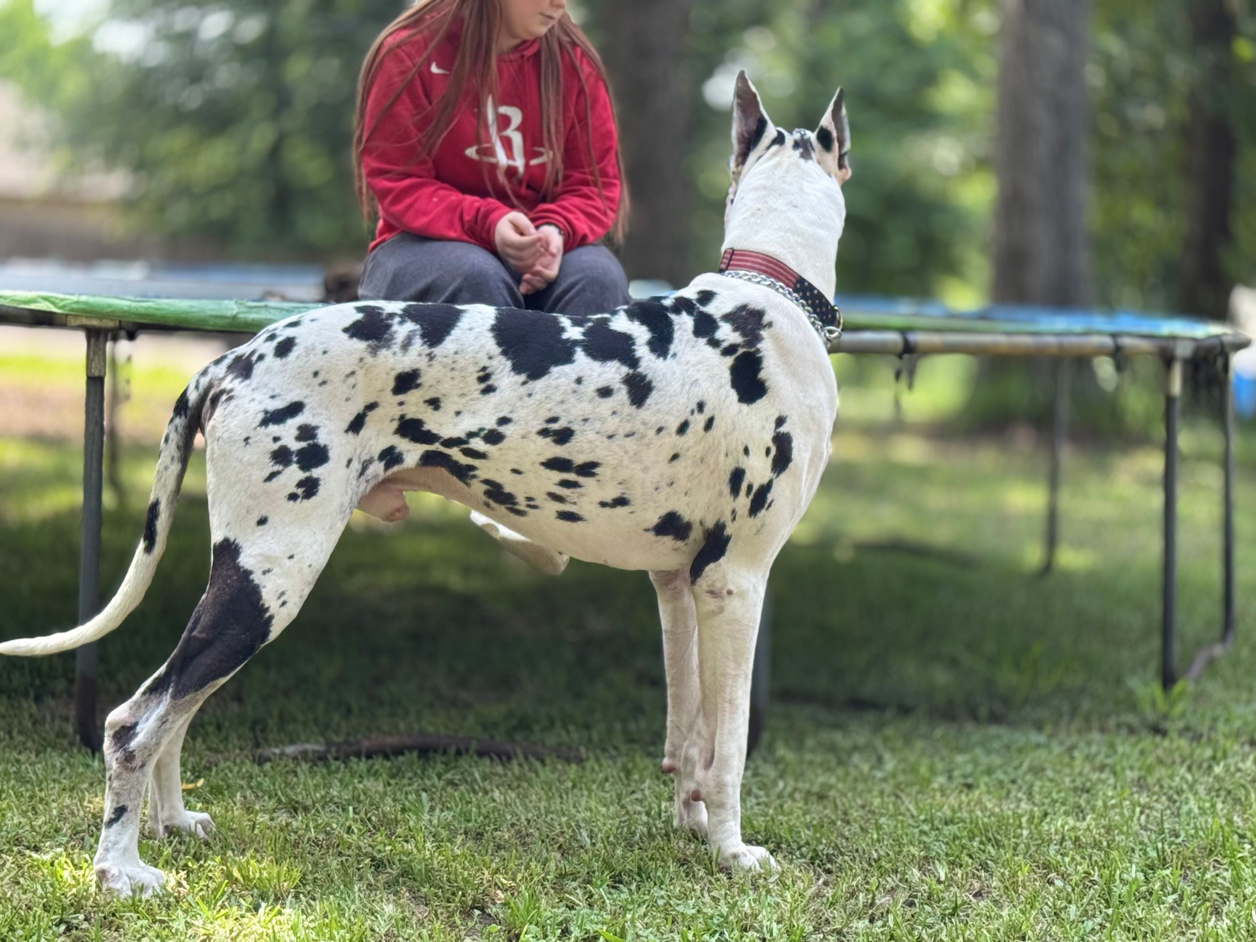 A spotted Great Dane stands next to a bench in a grassy outdoor setting.