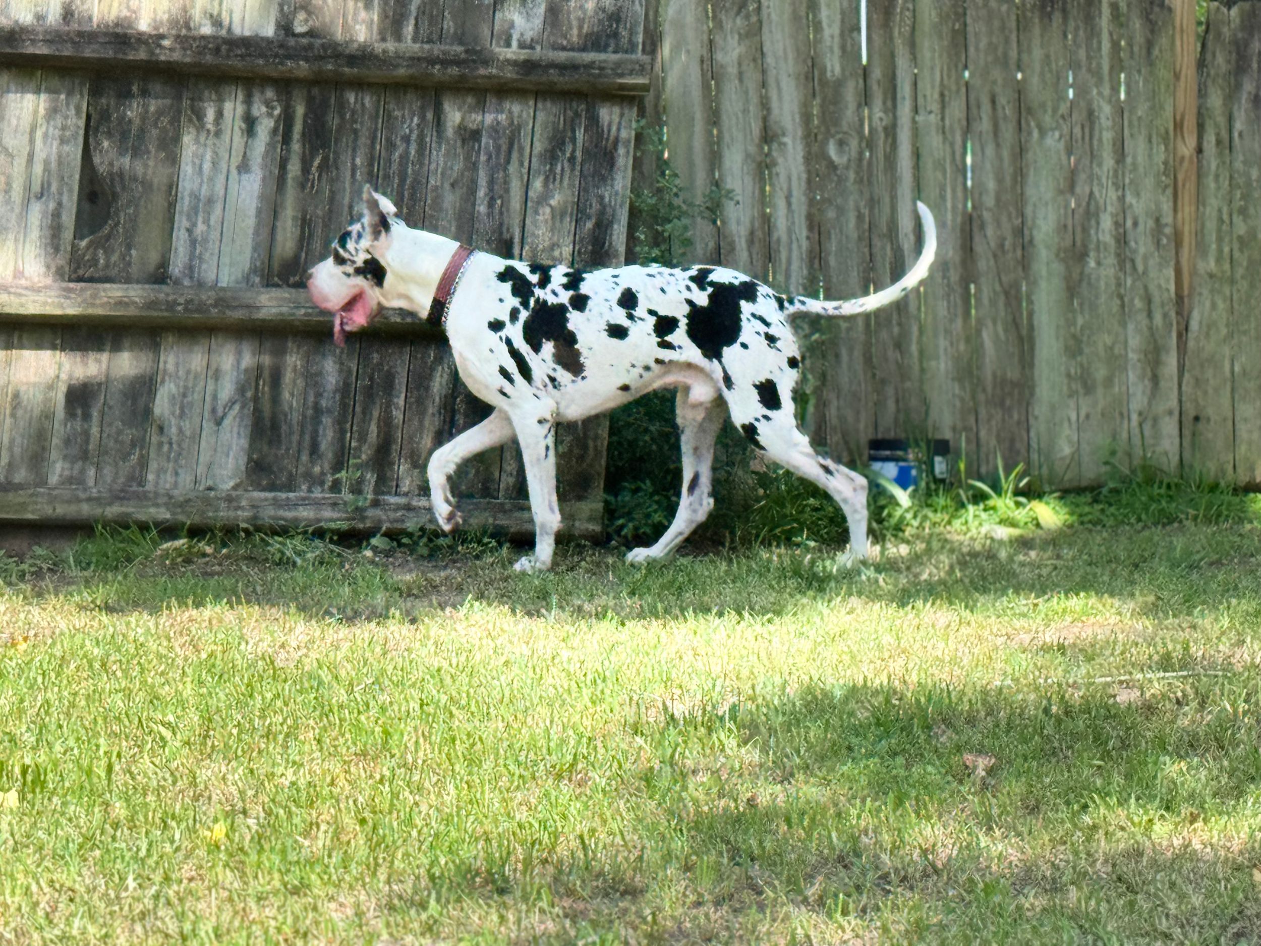 A black and white spotted Great Dane runs through a grassy yard next to a wooden fence.