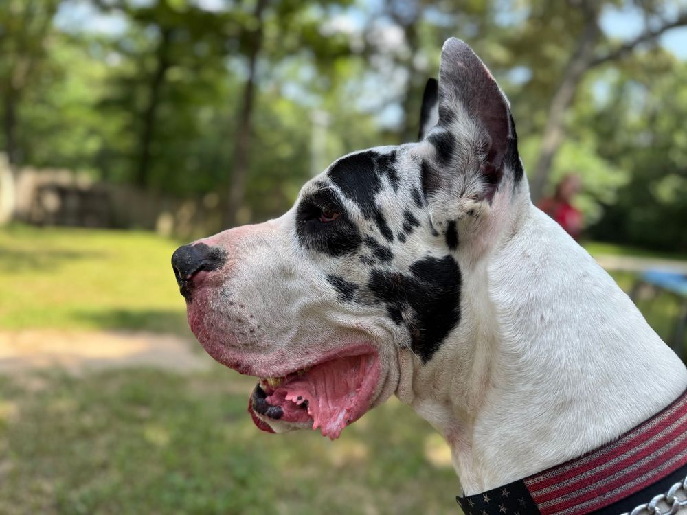 Close-up profile view of a black and white Great Dane's head with a pink tongue.