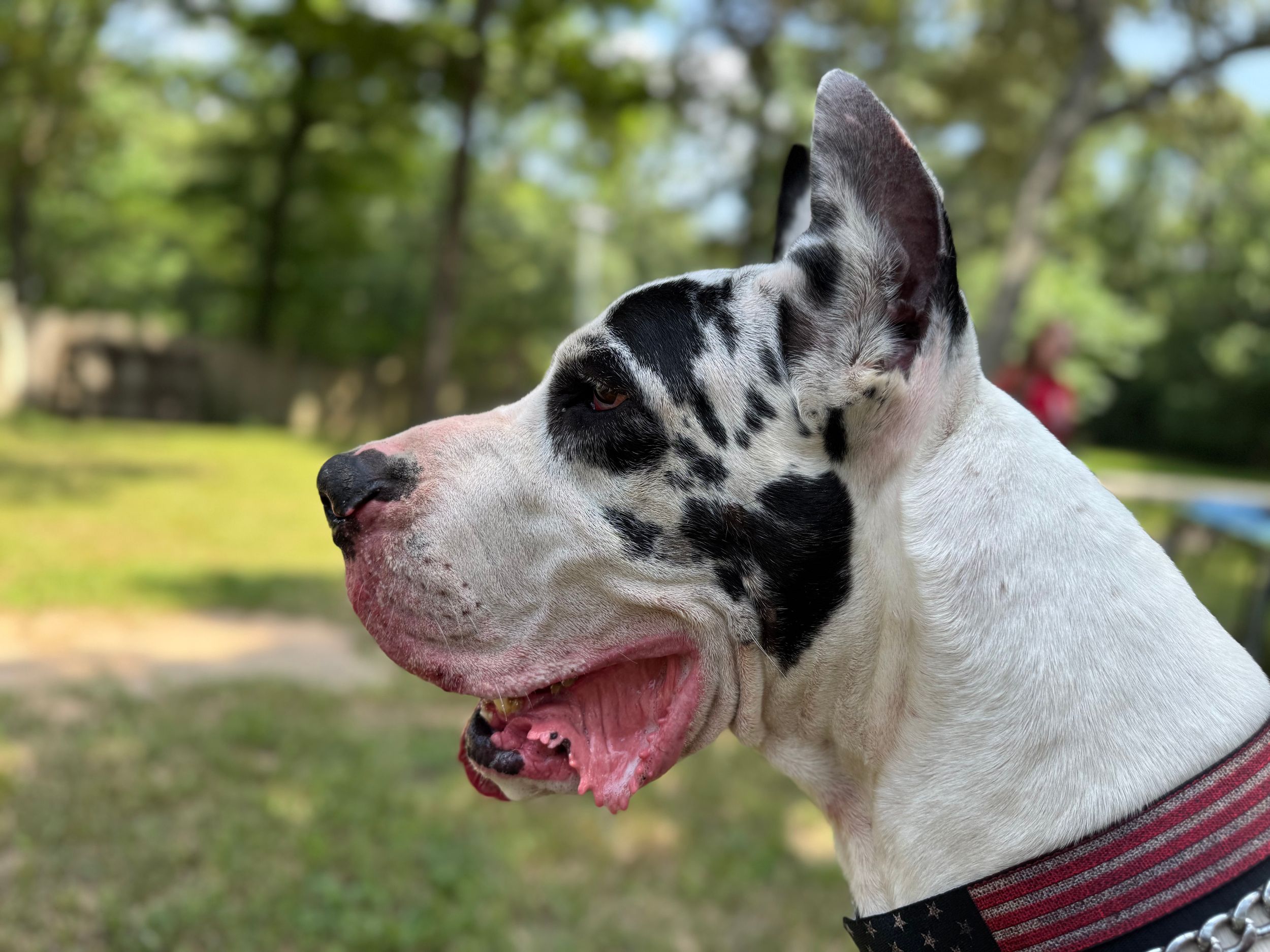 Close-up profile view of a black and white Great Dane's head with a pink tongue.