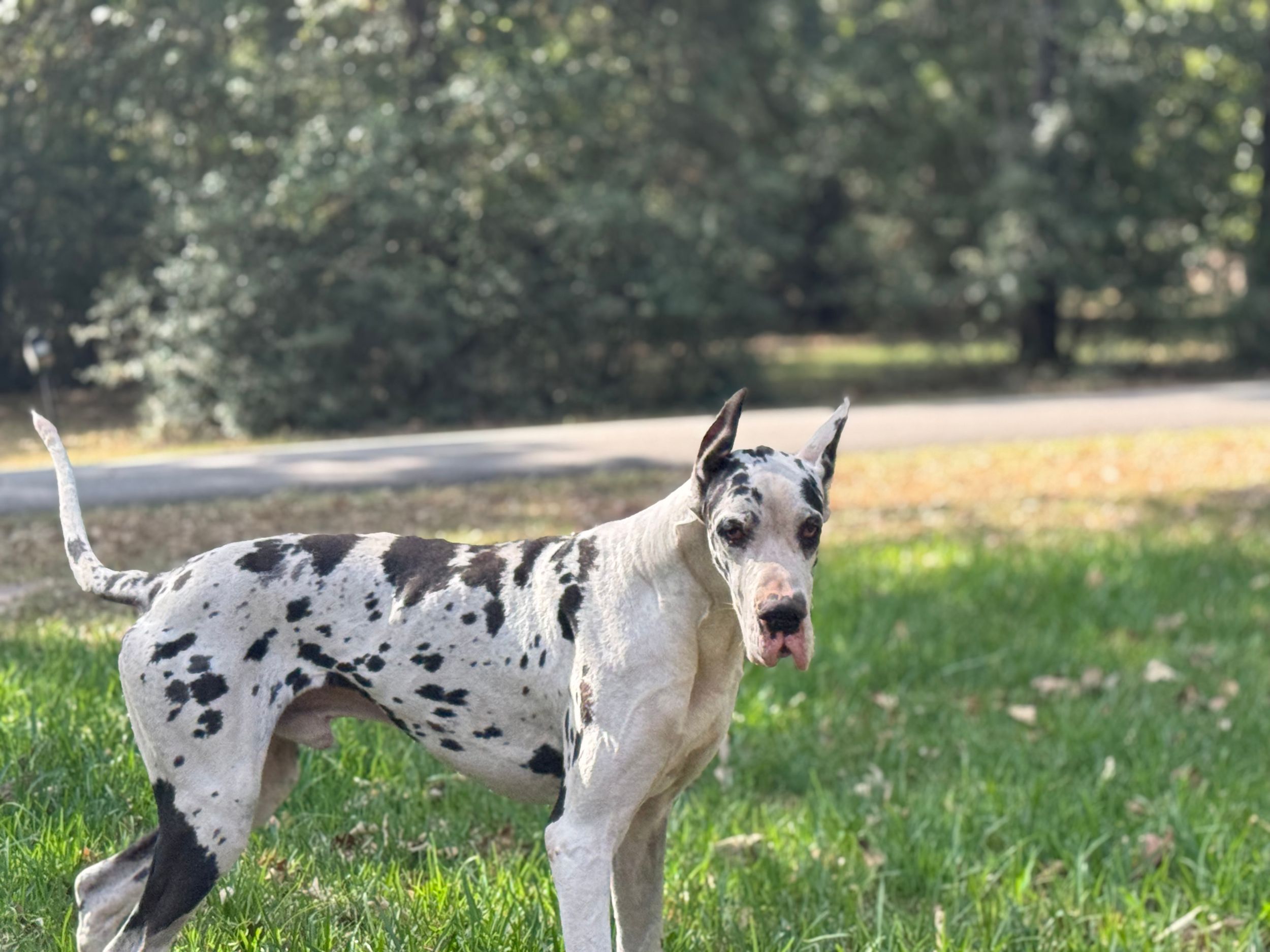 A harlequin Great Dane stands attentively in a grassy field with its tongue out.