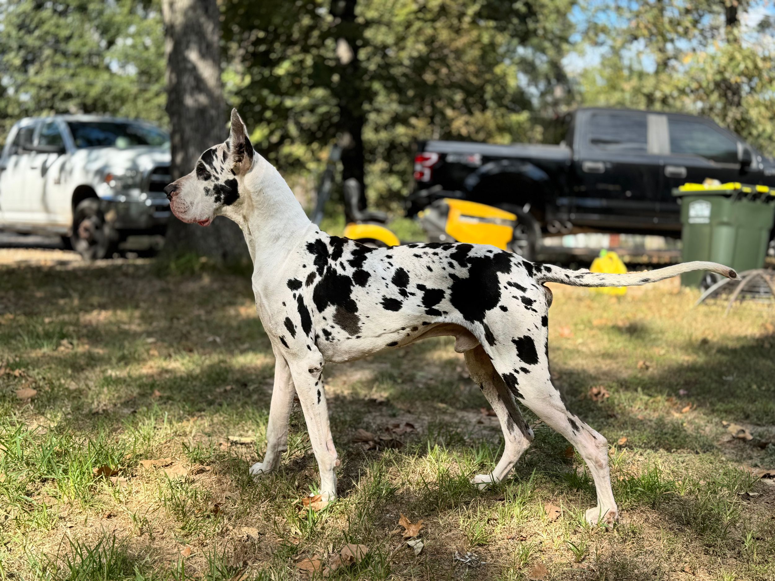 A majestic Great Dane with black and white spots stands alert in an outdoor setting.