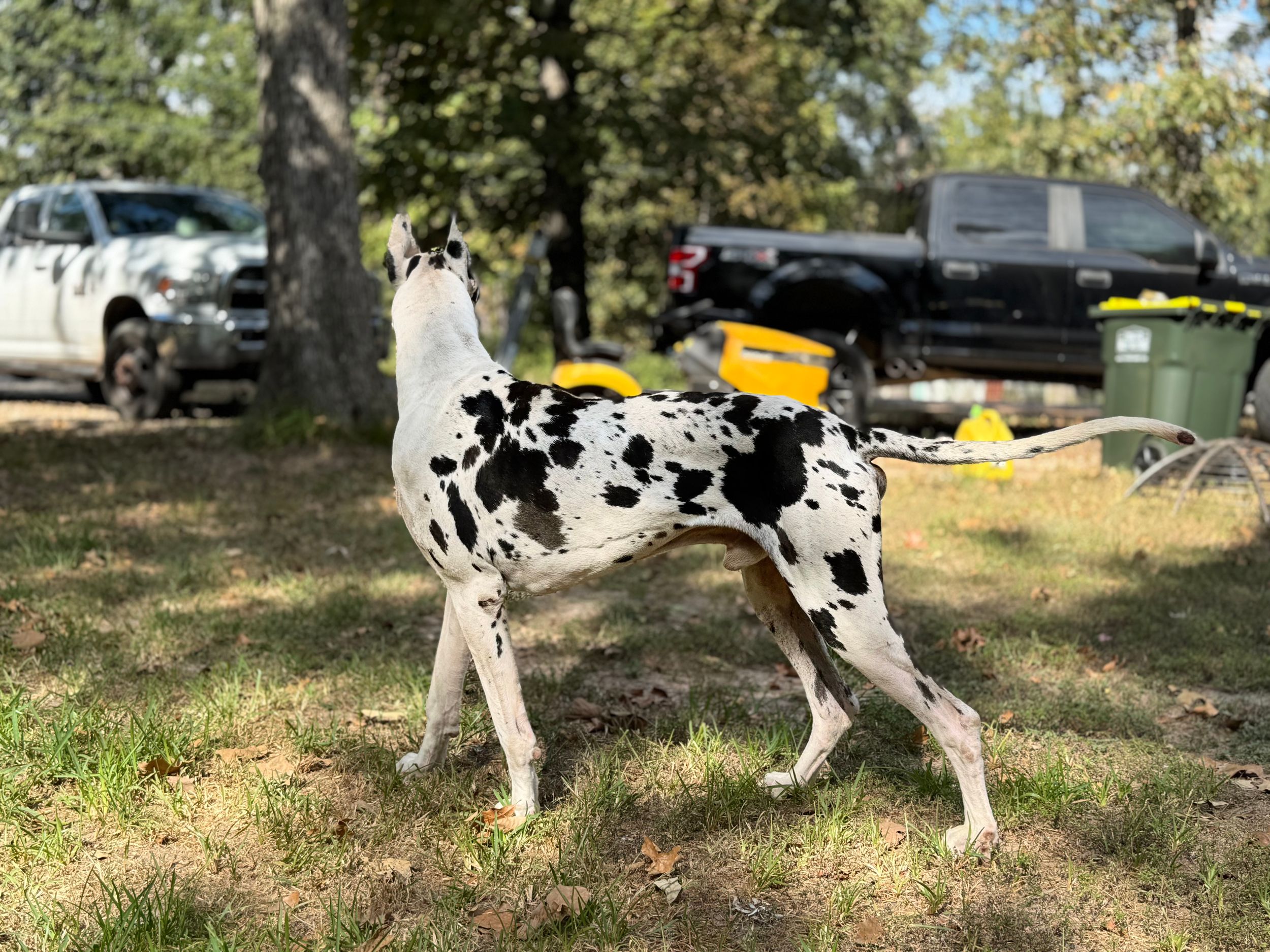 A spotted Great Dane stands in profile with cars and trees visible in the background.