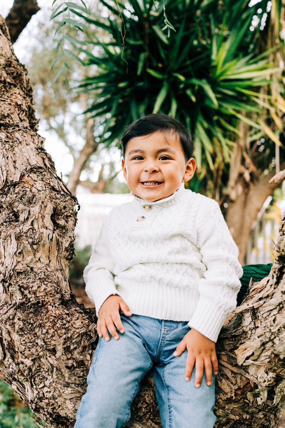 Little boy sitting in a tree in a white sweater and jeans, Casmalia, CA