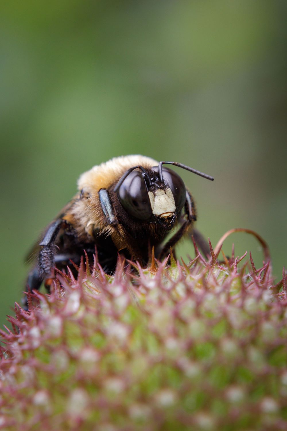 Macro photograph of a bee collecting pollen from a pink flower's spiky center.